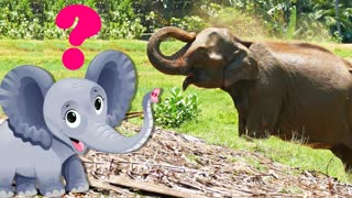 Мультфильм про животных - Угадай чьи следы?  развивающие мультики для детей для самых маленьких