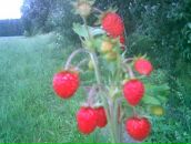 Фотография Какаевой Екатерины