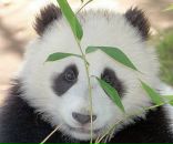 Фотография Рубцова Демьяна