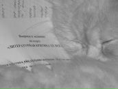 Фотография Соловьевой Елены