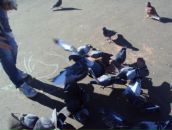 Вікусічка Січкоріз фотография #27 (источник - https://vk.com/id82463977)