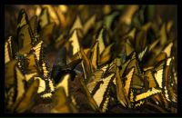 Фотография Роде Константина