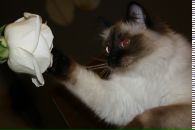 Фотография Дмитриевой Саши