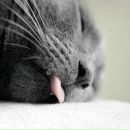 Фотография Пискуна Саши