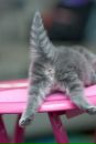 Фотография Котик Александры