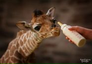 Наталі Криворучко фотография #5 (источник - https://vk.com/id42236716)