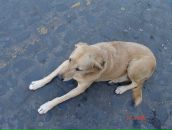 Денис Горбатенков фотография #47 (источник - https://vk.com/id25385677)