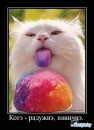 Котэ ^_^ фотография #5 (источник - https://vk.com/id79989265)