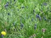 Лев Гринфельд фотография #50 (источник - https://vk.com/id2128005)