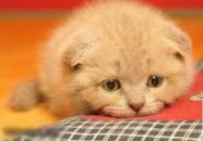 Фотография Сенькова Максима