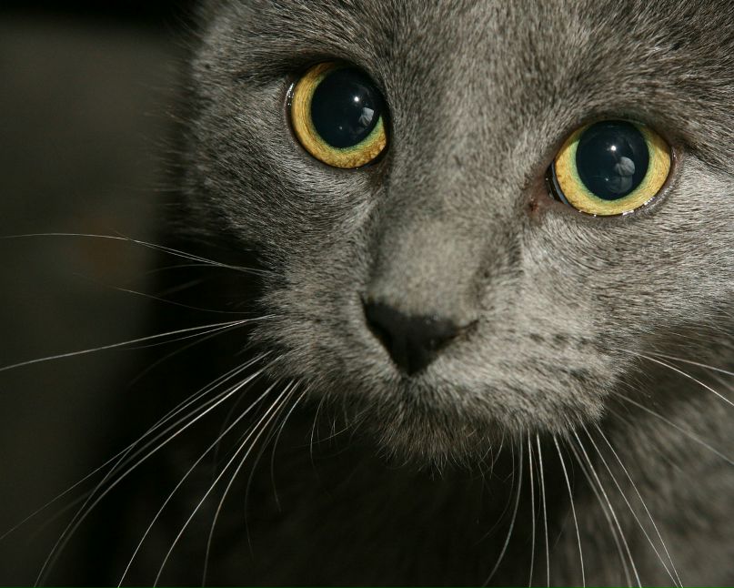 Saad Aaa фотография #17