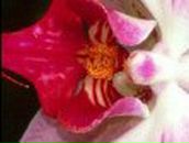 Оля Мезенців фотография #2 (источник - https://vk.com/id70580146)