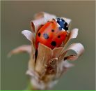 Фотография Ивановой Александры