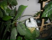 Іван Гой фотография #1