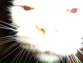 Фотография Долгобородова Kosmos