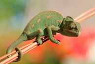 Фотография Перебеевой Еленки