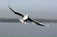 Фотография Муртазин Амир