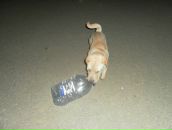 Ростік Худик фотография #43 (источник - https://vk.com/id87017695)