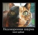Игорь Темник фотография #15 (источник - https://vk.com/id96615668)