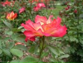 Фотография Ладной Олеси