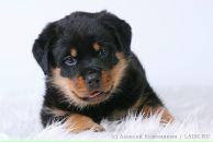 Фотография Синициной Евгении