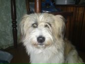 Фотография Туз Альберт