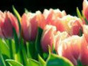 Наталя Якимів фотография #35 (источник - https://vk.com/id28335437)