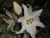 Фотография Хаски Женечки