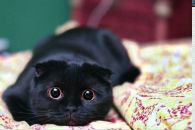 Фотография Добжинской Аллы