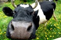 Маривана _______ фотография #2 (источник - https://vk.com/id107523237)