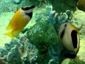 Фотография Л Анны