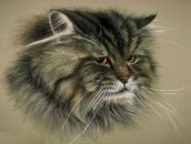 Фотография Овечкина Вадима