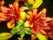 Євгенія Кушлак фотография #7 (источник - https://vk.com/id100976116)