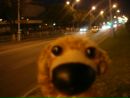 Doggy Sad фотография #46 (источник - https://vk.com/id142165849)