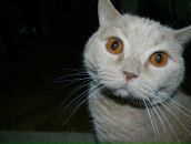 Фотография Mulin Andrey