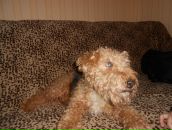 Світлана Багрій фотография #23 (источник - https://vk.com/id154070240)