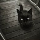 Фотография Котович Анны