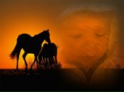 Фотография Маркова Дениса