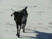 Фотография Римской Катерины