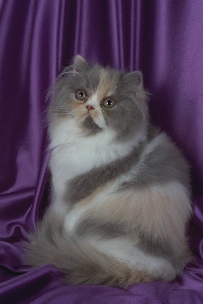 Катечка Сонько фото №5