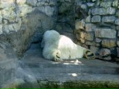 Анна Алфёрова фотография #15 (источник - https://vk.com/id202296)