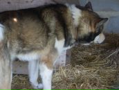 Руслан Батіг фотография #50 (источник - https://vk.com/id117262016)