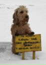 Фотография Goldova Catu