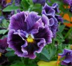 Фотография Бурак Анны