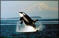 Фотография Королевой Анечки