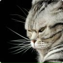 Сергій Щирба фотография #36 (источник - https://vk.com/id42698178)