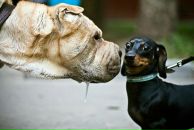 Ігорь Ukrwolf фотография #13 (источник - https://vk.com/id641197)