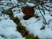 Фотография Беловой Татьяны