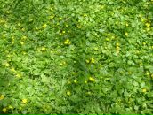 Фотография Старовойтовой Любови