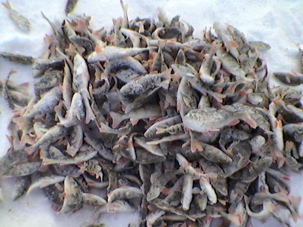 №12, Руслан Алексеев №12, Руслан Алексеев